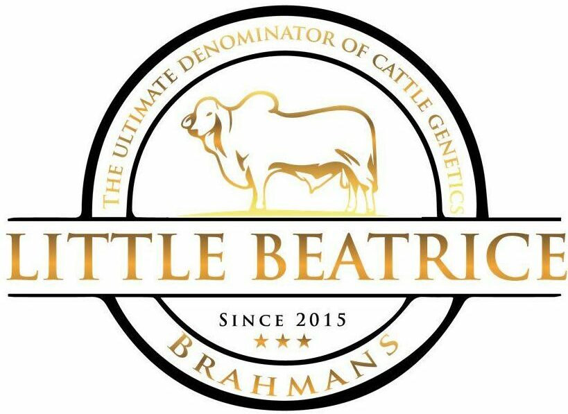 Little Beatrice Brahmans